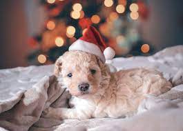 So what could be better than a whole video of christmas puppies?! Cute Pictures Of Christmas Puppies Popsugar Family