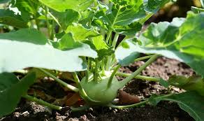 Kohlrabi anbauen, pflegen, ernten und lagern