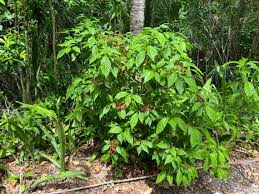 Image result for Psychotria succulenta