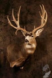 Mule deer gameheads are offered by some of the most talented and knowledgeable taxidermists in the industry. Looking For Mule Deer Mount Ideas Hunt Talk