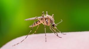 • declutter your home to eliminate hiding spots for spiders, cockroaches and ants • don't attract pest problems by leaving food out in your kitchen • seal cracks and small openings that pests may use to enter your home • stop termite. 20 U S Cities That Are Bug Bite Central Best Life