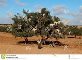 Résultat de recherche d'images pour "goats in argan tree"