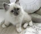 RAGDOLL KITTENS FOR SALE | AngelGirl Ragdolls