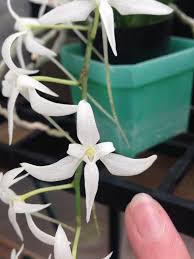 Image result for Mystacidium tanganyikense