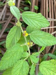 Image result for Waltheria indica