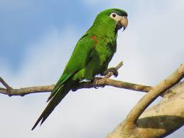 Maybe you would like to learn more about one of these? Red Shouldered Macaw Ebird