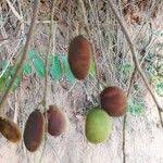 Image result for Dialium englerianum