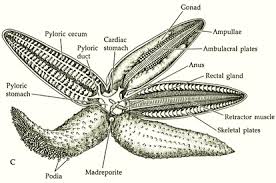 starfish phylum digestive system