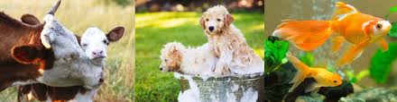 Our convenient pet hospitals are located in select must be signed into your treats account prior to purchase to receive discount. Care Compassion Commitment Total Care Veterinarians