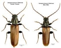 The larvae are white, legless and can grow up. Brown Spruce Longhorned Beetle Don T Move Firewood
