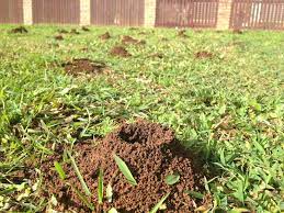 Maybe you would like to learn more about one of these? Ants In Yard Infestation Treatment Ryno Lawn Care Llc