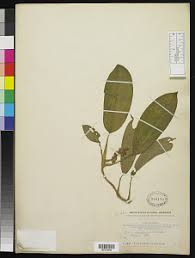 Image result for Culcasia orientalis