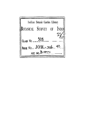 Image result for Emilia pseudactis