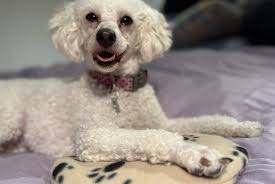 Kong Dog Toy Cozie Marvin Moose Medium