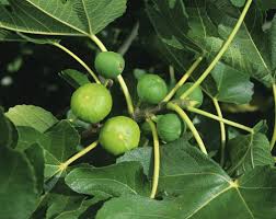Comment Eviter Que Les Figues Tombent Avant Maturite