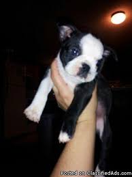 Akc champion bloodline boston terrier. Boston Terrier Puppies Price 250 00 For Sale In Killeen Texas Best Pets Online