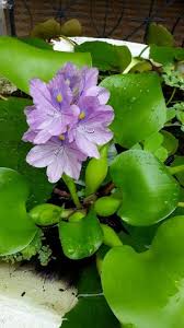 Image result for Pontederia