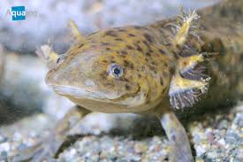 Axolotl bears a superficial resemblance to aquatic salamanders although its larval stage is closely related to tiger salamanders. Axolotl Ambystoma Mexicanum Teil 1 Aqualog De