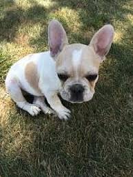 He is very thick and. Streamwood Il French Bulldog Meet Luke Skywalker A Pet For Adoption