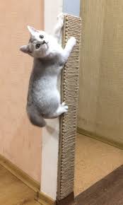 pin na doske zhivotnye