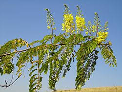 Image result for Caesalpinia glandulosopedicellata