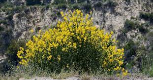 Scotch Broom A Great Swath Of Yellow In Spring Hedges