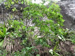 Image result for Dombeya acutangula