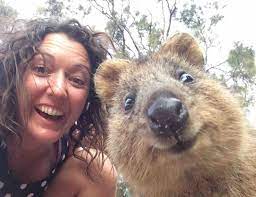 The Most Awesome Images On The Internet Quokka Animal Quokka Happy Animals