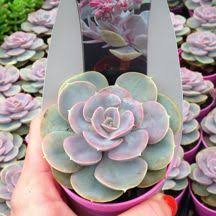Echeveria Perle Von Nurnberg Compacta Echeveria Planting Succulents Terrarium Plants
