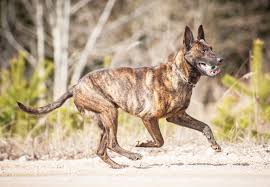 No matter the layer size, german shepherds. Dutch Shepherd Breed Information Characteristics Heath Problems Dogzone Com