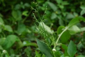 Image result for Oplismenus compositus