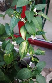 Image result for Capsicum baccatum