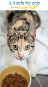Is It Safe For Cats To Eat Dog Food Cats Pet Care Printables Dog Food Recipes