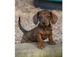 Little man akc longhair chocolate and tan boy current on all shots and wormed. Dachshund Puppies In Texas