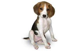 Black and white treeing walker coonhound. Treeing Walker Coonhound Dog Breed Information Pictures Characteristics Facts Dogtime