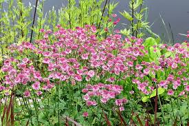 Image result for Astrantia major `Roma`