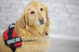 Download and use 20,000+ service dog stock photos for free. What Are The Different Types Of Service Dogs Uds Foundation