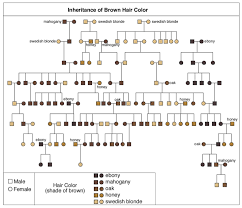 A genetic mutation that codes for the blond hair of northern europeans has been identified. Cri Genetics Blog Hair Genetics Hair Color Hair Color Chart