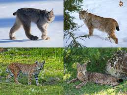 It ranges across canada and into alaska as well as some parts of the northern united states. Lynx Wikipedia