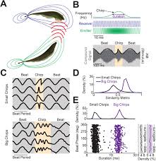 In this video we'll be talking about overcoming ms through diet including how to beat ms naturally with guest, jen martin. Plos Computational Biology Electrosensory Midbrain Neurons Display Feature Invariant Responses To Natural Communication Stimuli
