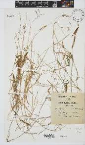 Image result for Panicum hochstetteri