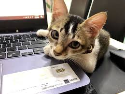 Hilang atau kaburnya kucing dari rumah merupakan salah satu mimpi buruk bagi para pemeliharanya. Kelebihan Memelihara Kucing Salah Satunya Hilang Stress Aku Sis Lin