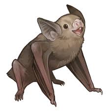 Common Vampire Bat Bat Art Monkey Art Animal Art
