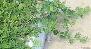 Image result for Indigofera kirkii