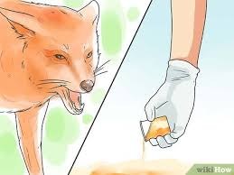 We did not find results for: 4 Ways To Deter Foxes Wikihow
