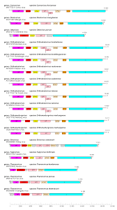 Image result for Filoviridae