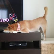 Shiba Of Momiazuhaha On Ig Dog Dogs Instagram Inu Of Puppy Shiba Shibe