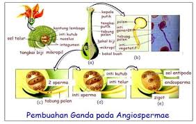 Siklus kehidupan dan kematian merupakan rahasia keajaiban alam. Tumbuhan Berbiji Spermatophyta Jenis Reproduksi Contoh Gambar