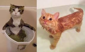 Today, many human shampoos are made from gentle, natural ingredients. Tips For How To Bathe Your Cat Or Kitten Myawesomecat Com Cats Kitten Pet Shampoo