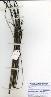 Image result for Striga linearifolia